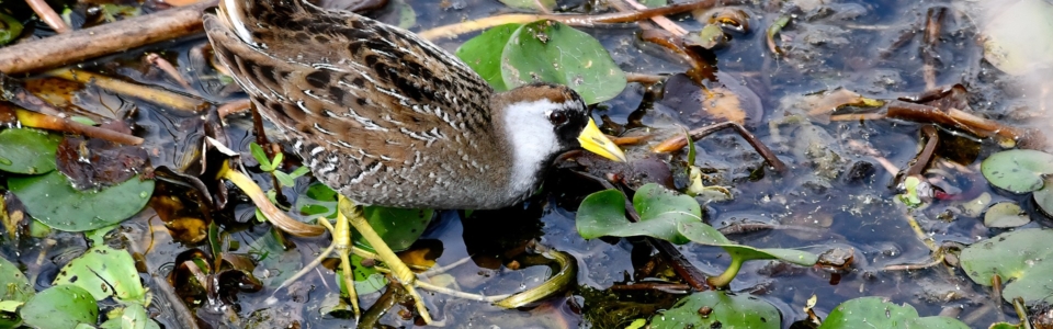 Photo: Texas Master Naturalist Chaper