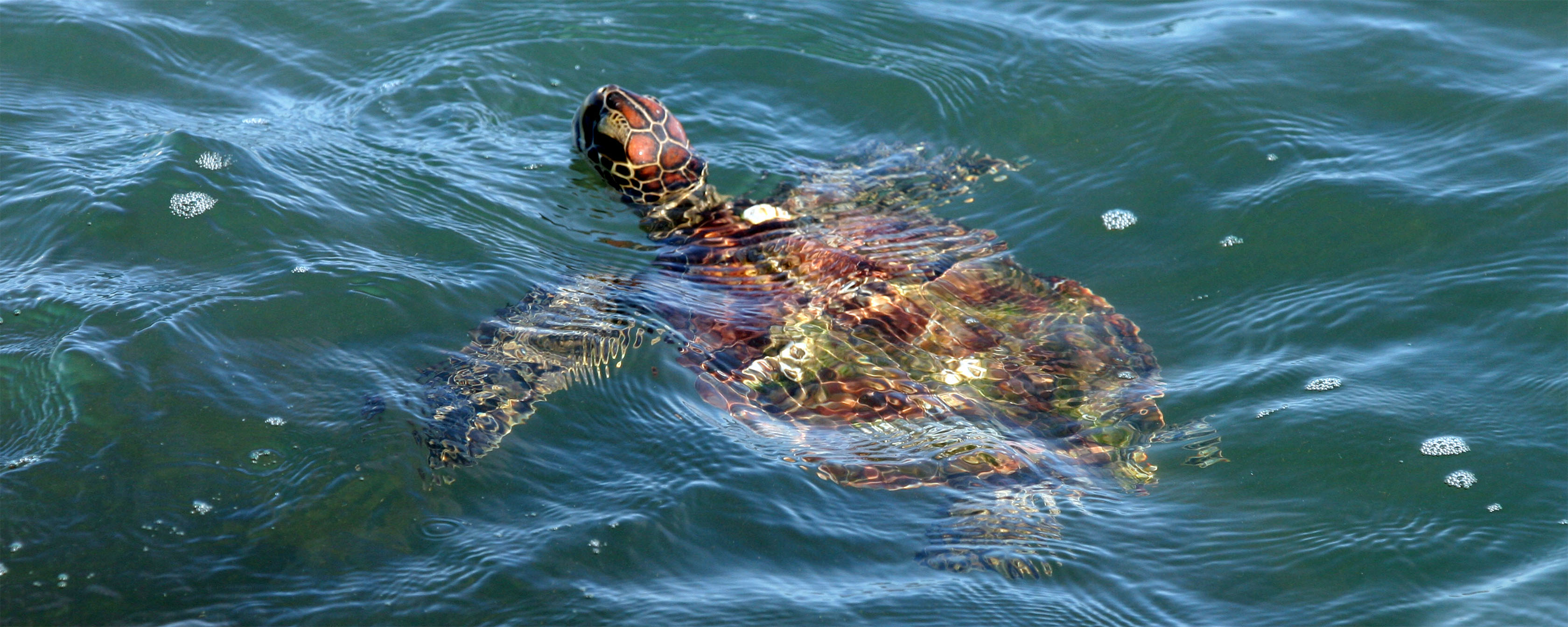 Photo: iSeaTurtle