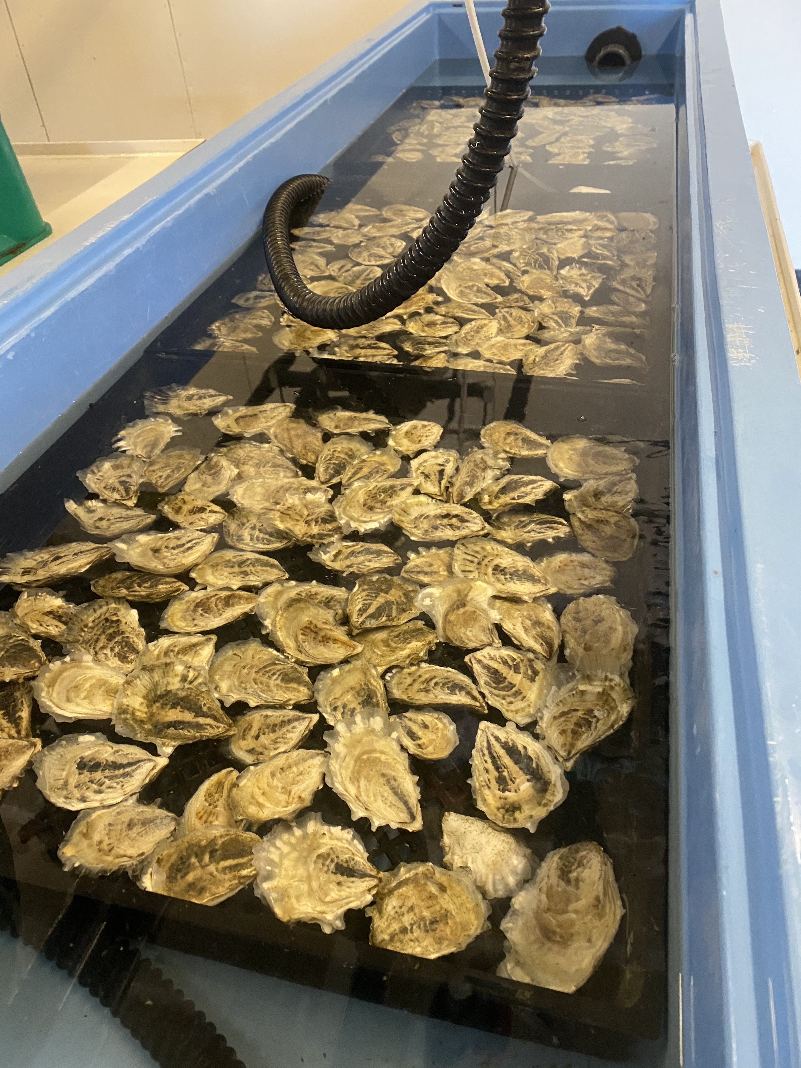These oysters are being raised in tanks full of sea water at the Cal Poly Pier to measure how fast they grow