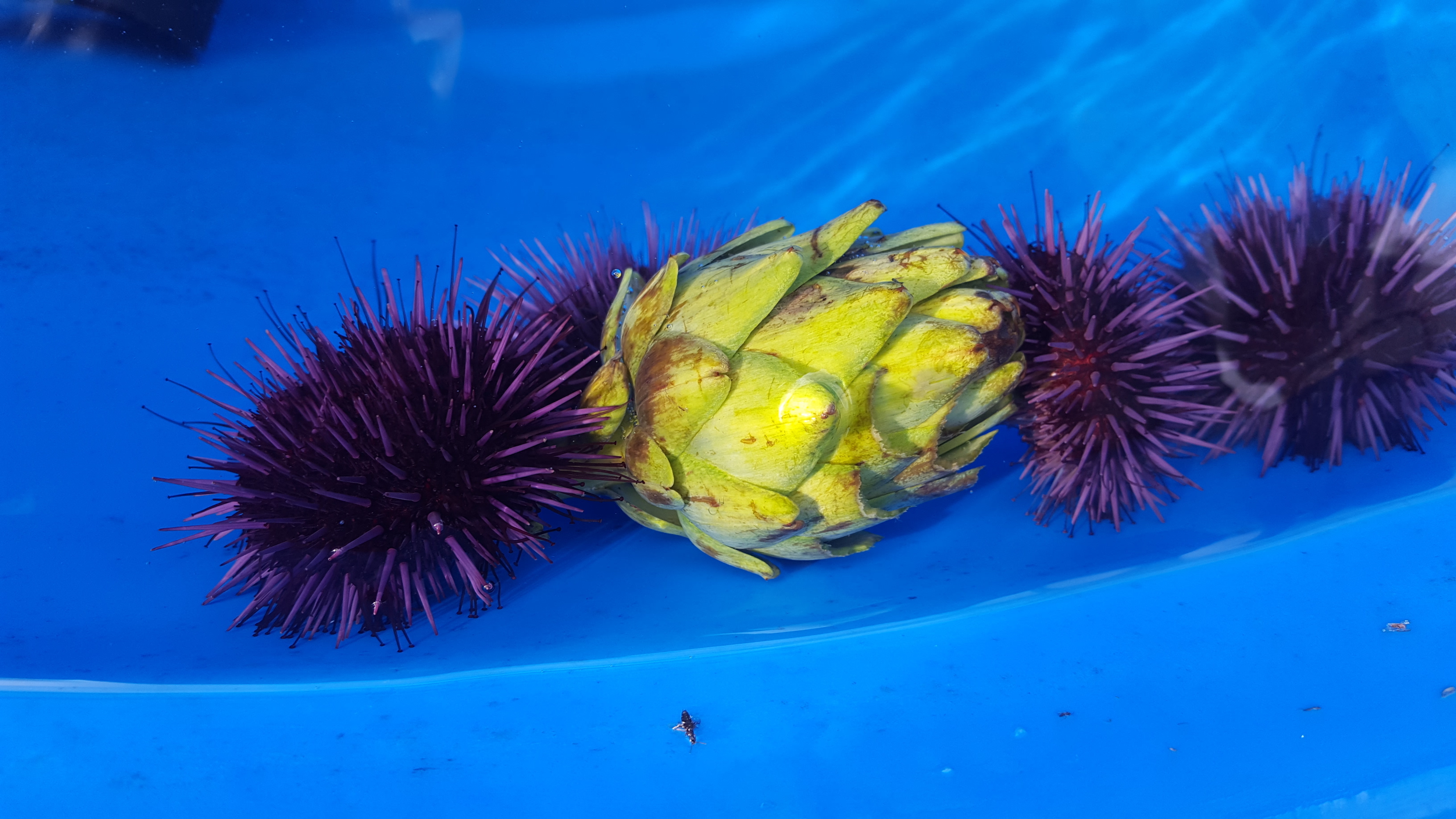 Purple urchins eating artichoke culls