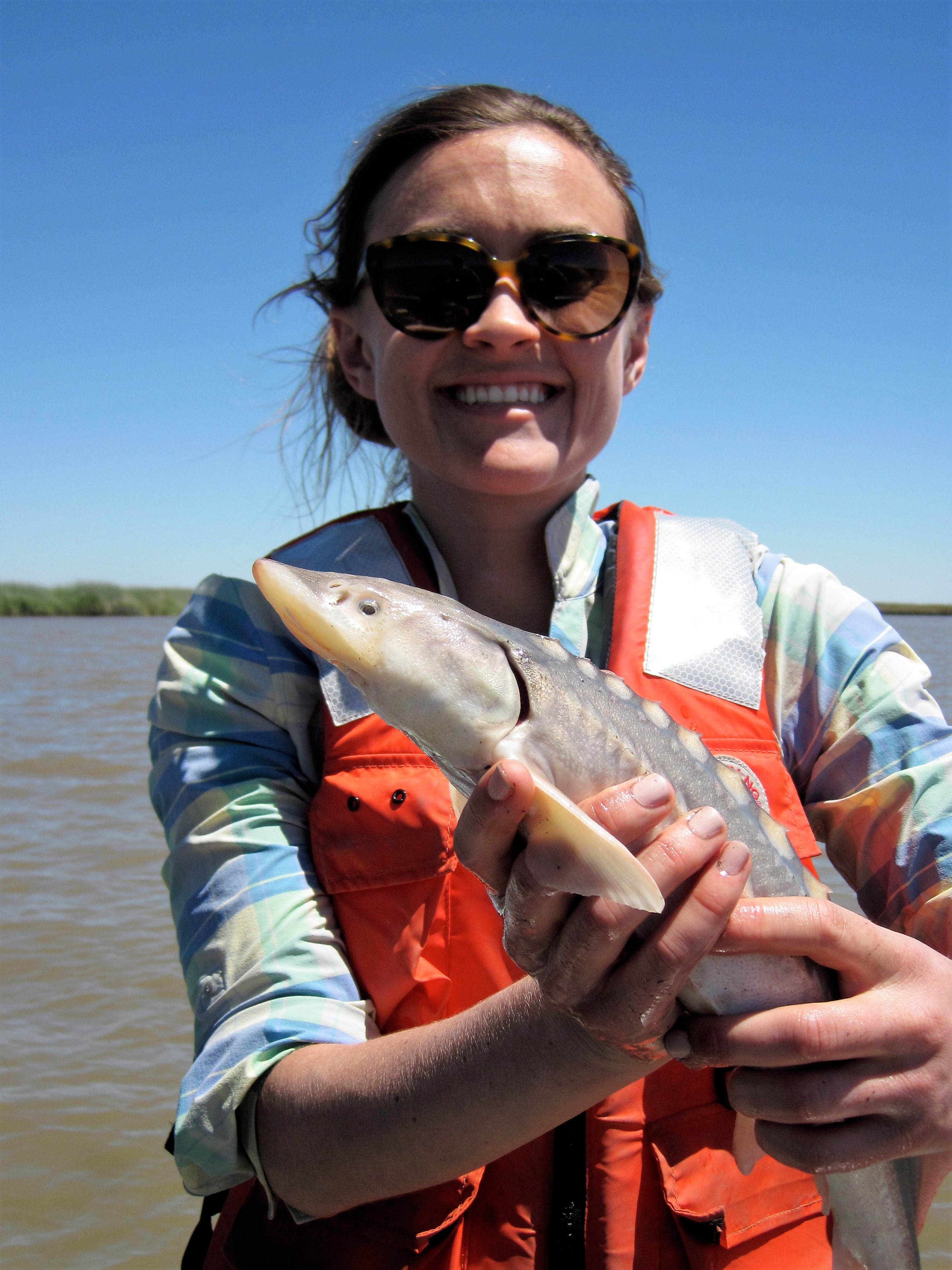 Amanda Wasserman with a juvenile white sturgeon (Acipenser transmontanus). As part of the UC Davis Suisun Marsh Fish Study, this fish was caught, identified, measured, and released back into the channel.