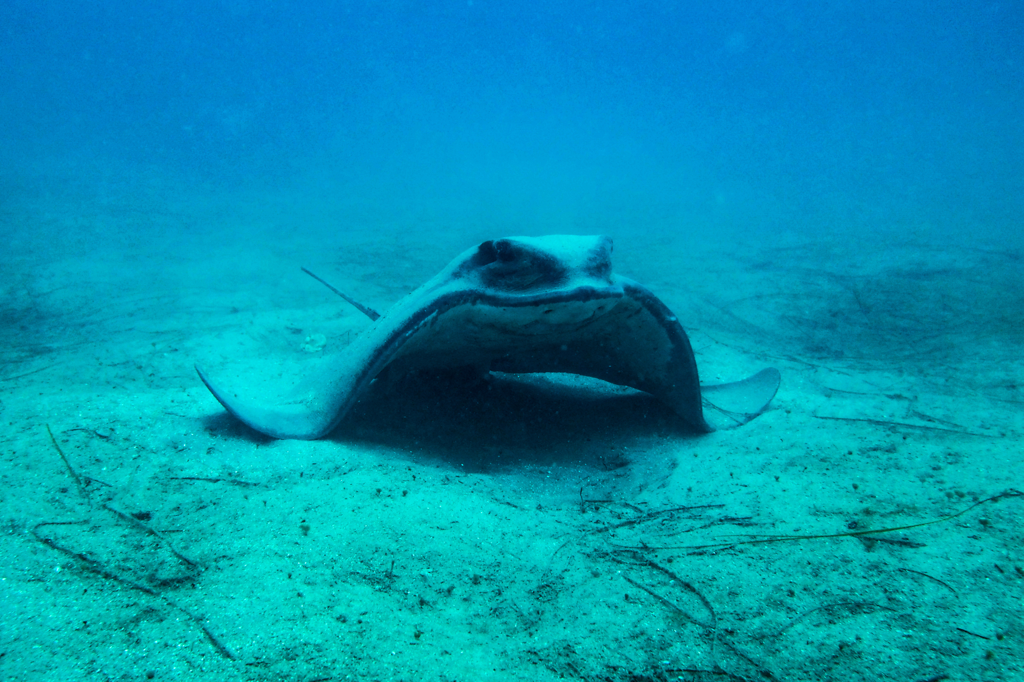 Steven Sennikoff/CC BY-NC bat ray