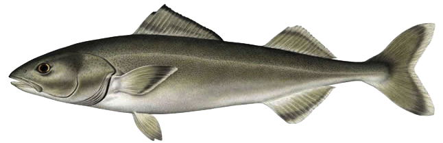 alaskaseafood.org