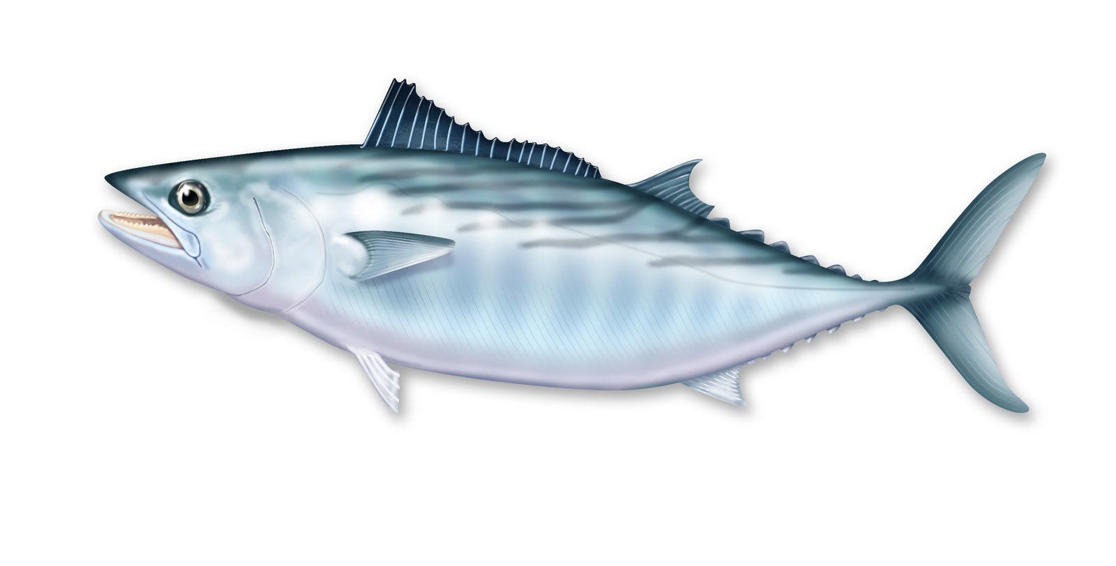 armadaanglers.blogspot.com Pacific Bonito