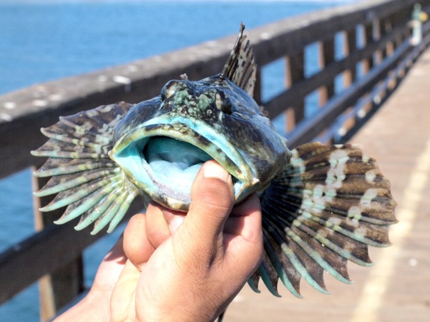 Ken Jones, pierfishing.com Cabezon