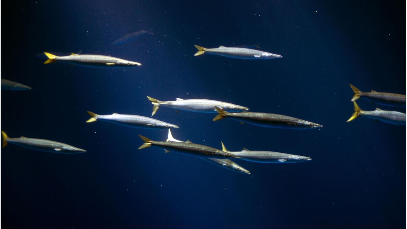 Monterey Bay Aquarium