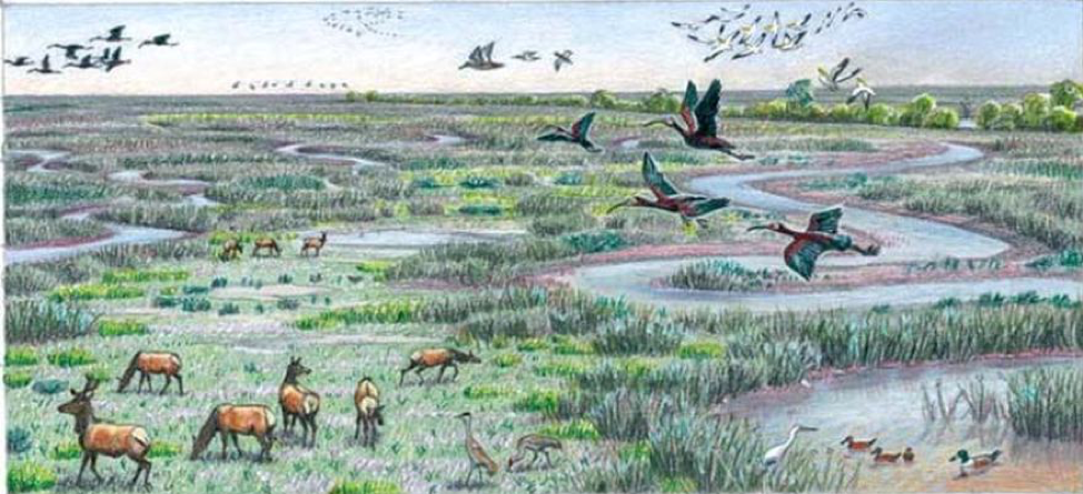 Original artwork by Laura Cunningham (2010) depicting the braided channels, grasslands, tule marshes, and abundance of tule elk, sandhill cranes, white faced ibises, white pelicans, duck and geese along the San Joaquin River in the south delta.