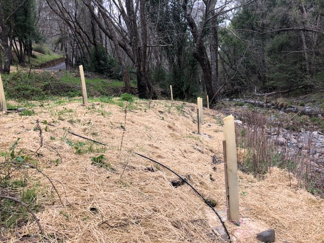 A variety of native plants freshly planted along the stream bank with tubes, irrigation, and straw.