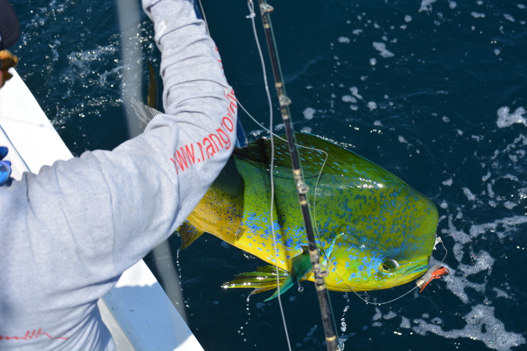 Andrea Ramírez/iNaturalist fisherman pulling dorado out of water