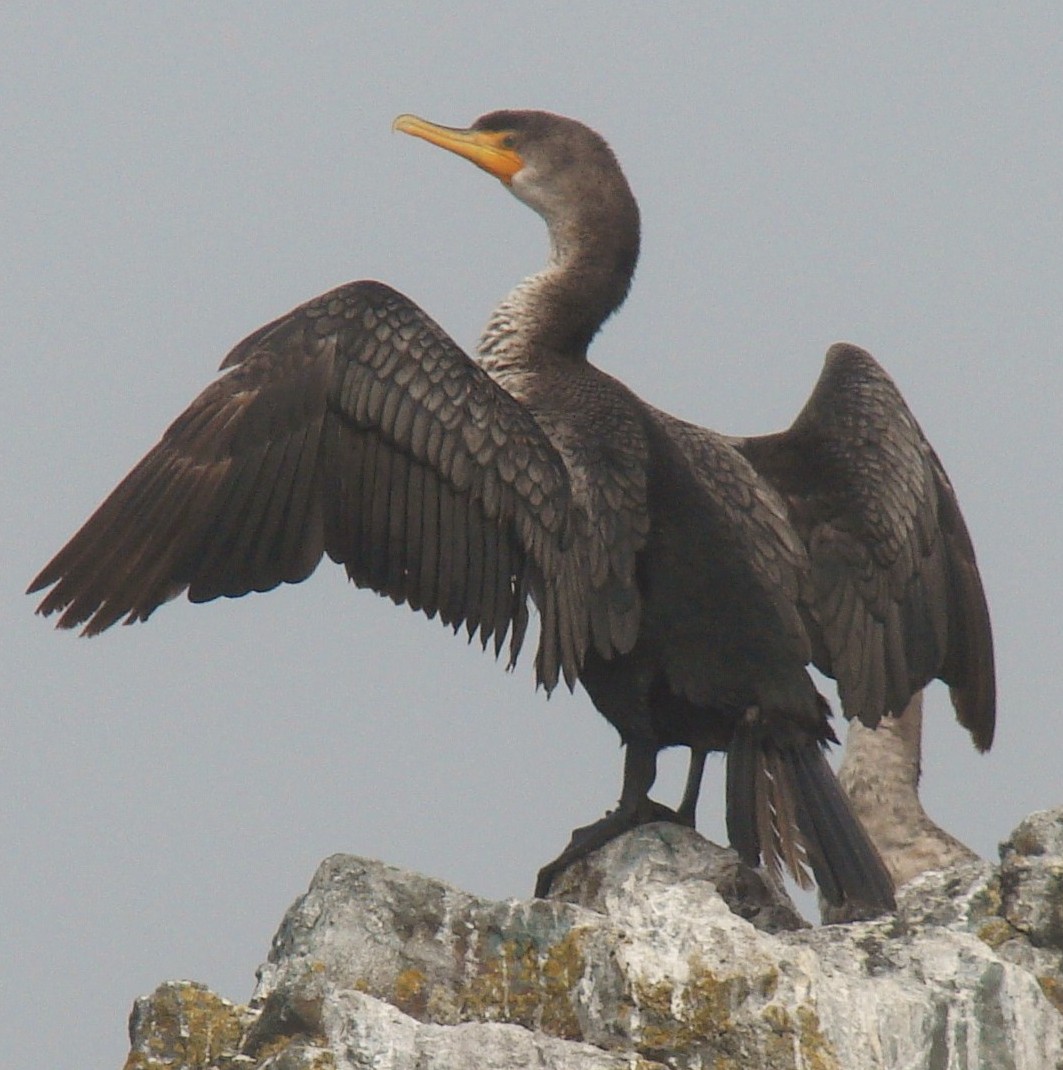 The double-crested cormorant is one of six seabirds species the scientists will study. Credit: S. Schneider
