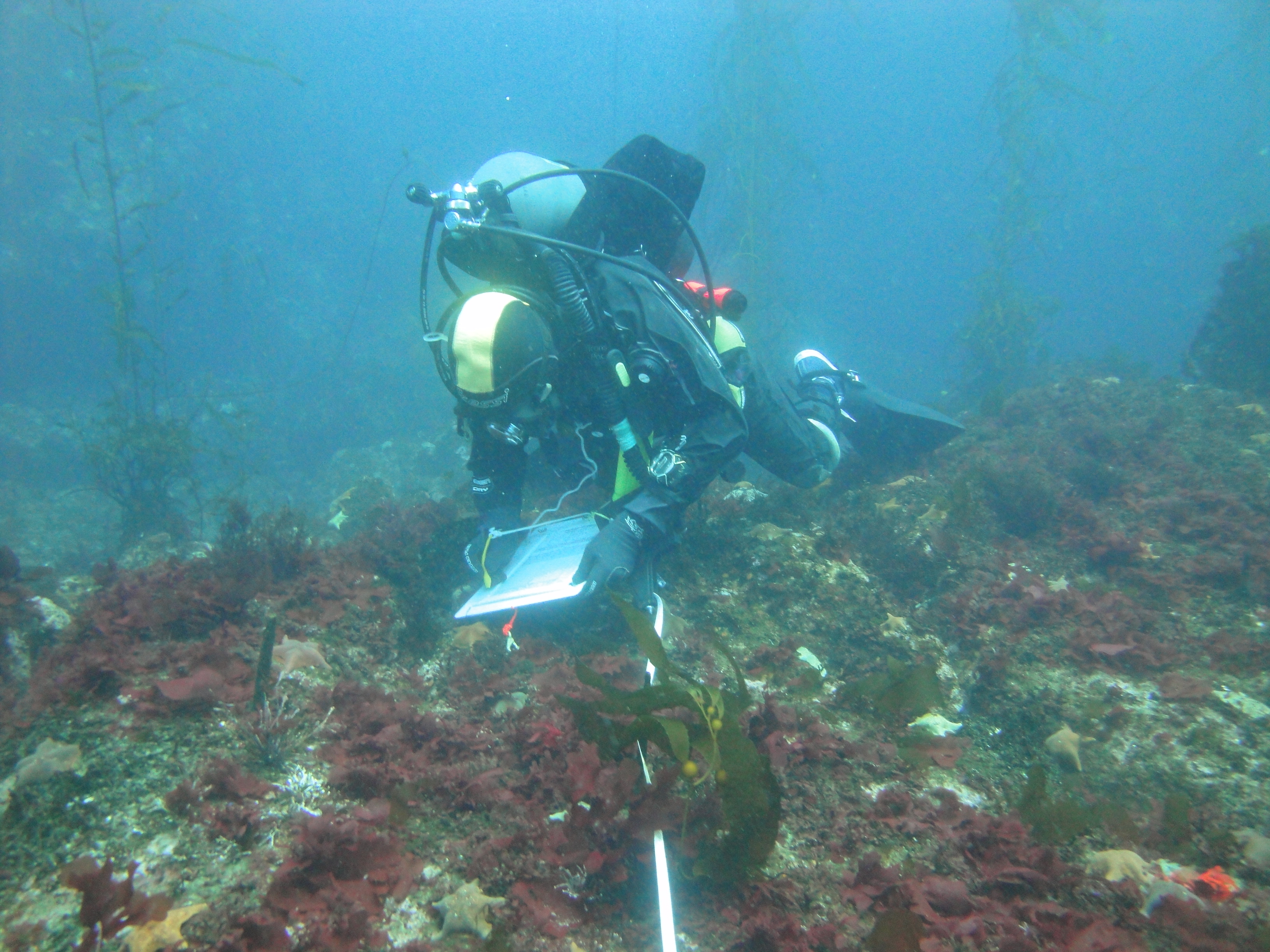 A volunteer diver with Reef Check California records species seen along the survey transect. Credit: Reef Check