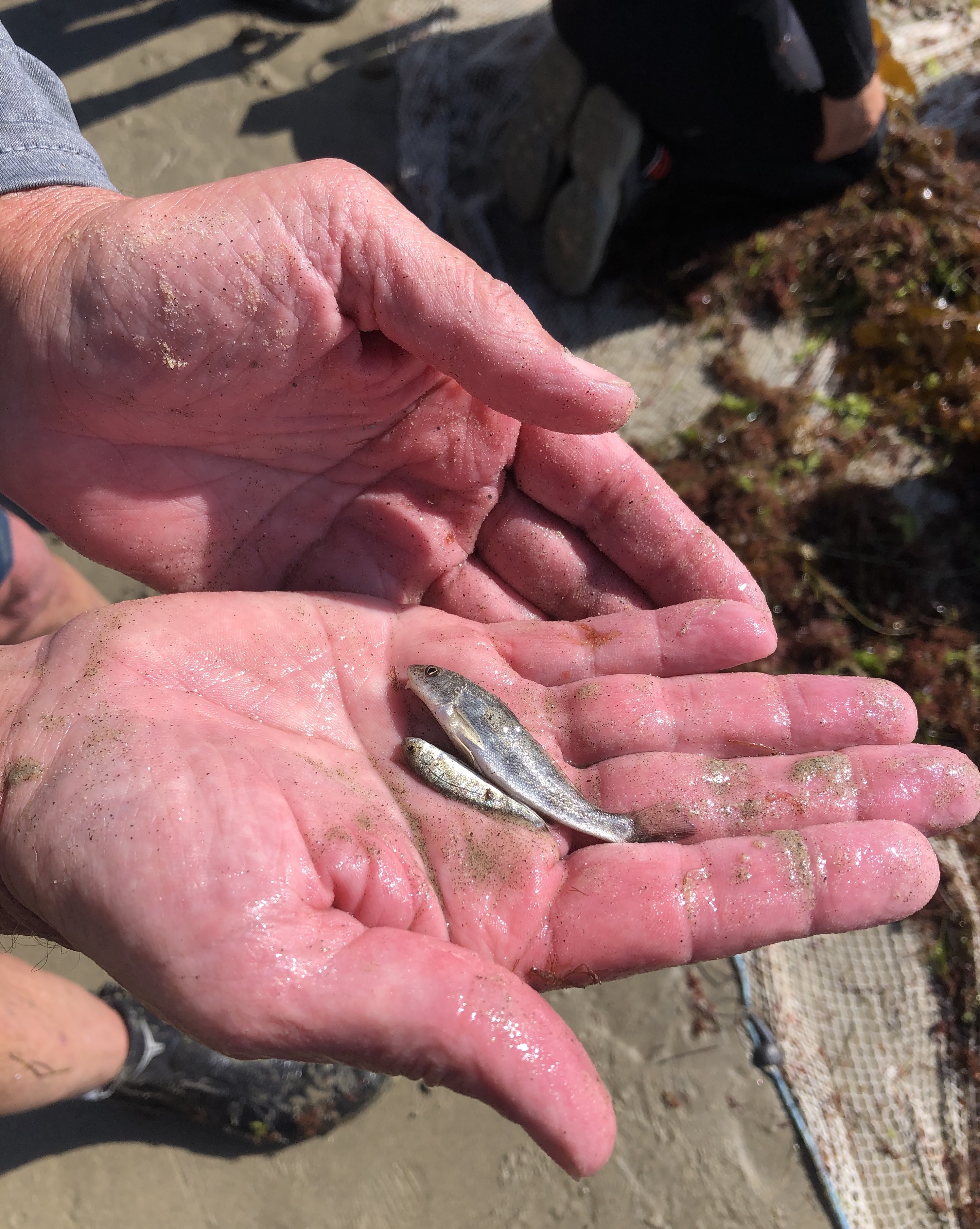 Fish found during the beach survey. Species were cataloged before being carefully released back into the water.