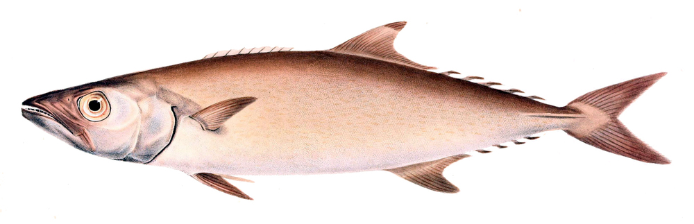 USDA Escolar