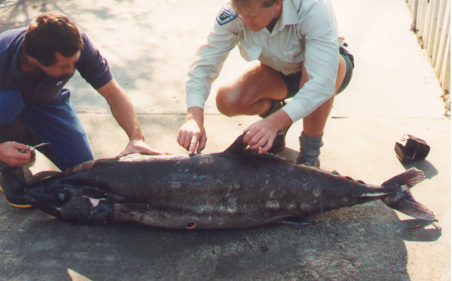 ian_merrington/iNaturalist two individuals examining an escolar fish