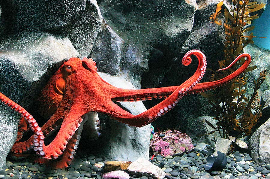 aquariumofthepacific.org