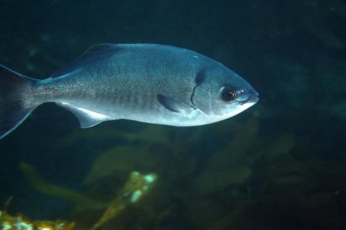 craigjhowe/iNaturalist halfmoon fish