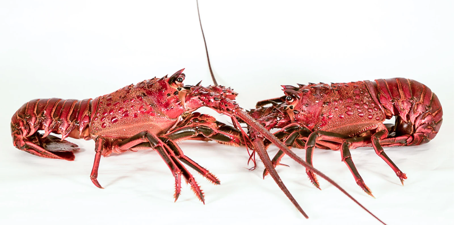 Two California spiny lobsters facing each other, looking somewhat like dragons, on a white background