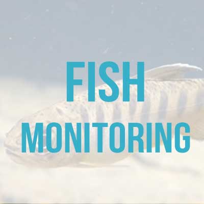  fish monitoring