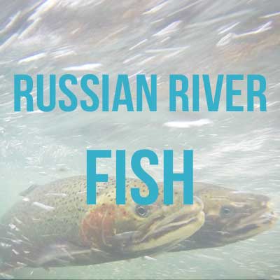 russian river fish