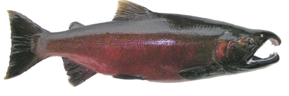 Salmonid Identification | California Sea Grant