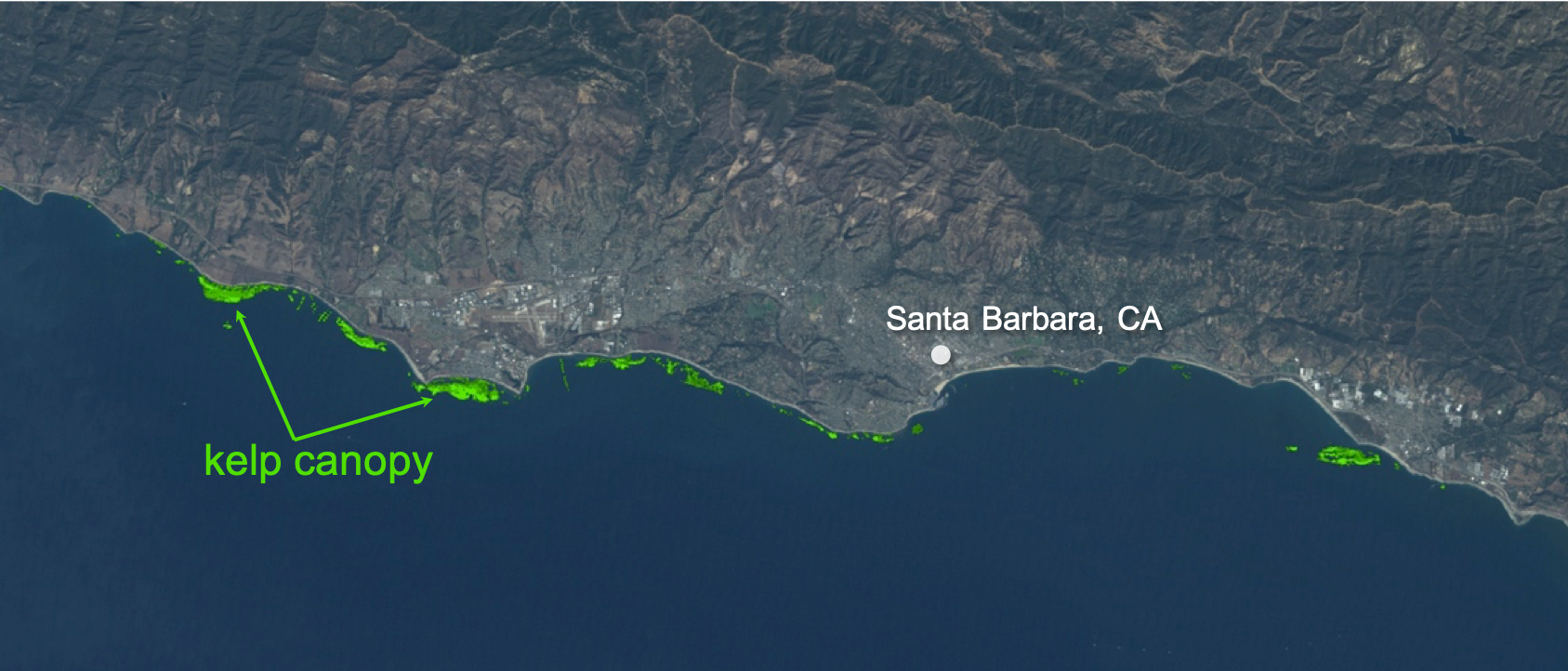 Satellite imagery of kelp forests near Santa Barbara