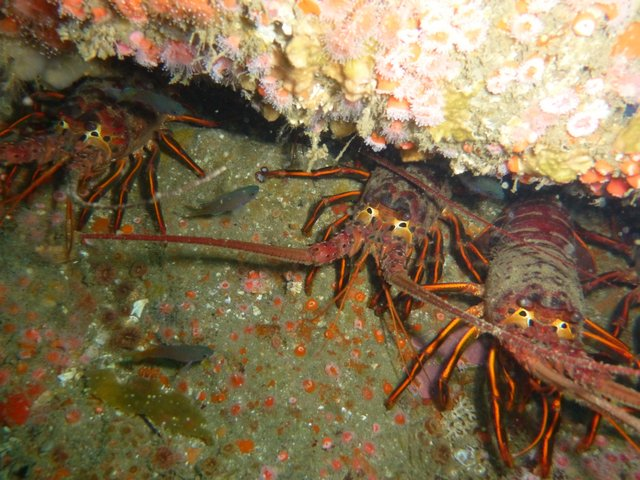 California spiny lobster in a rock crevice. Photo: Kristin Riser, SIO