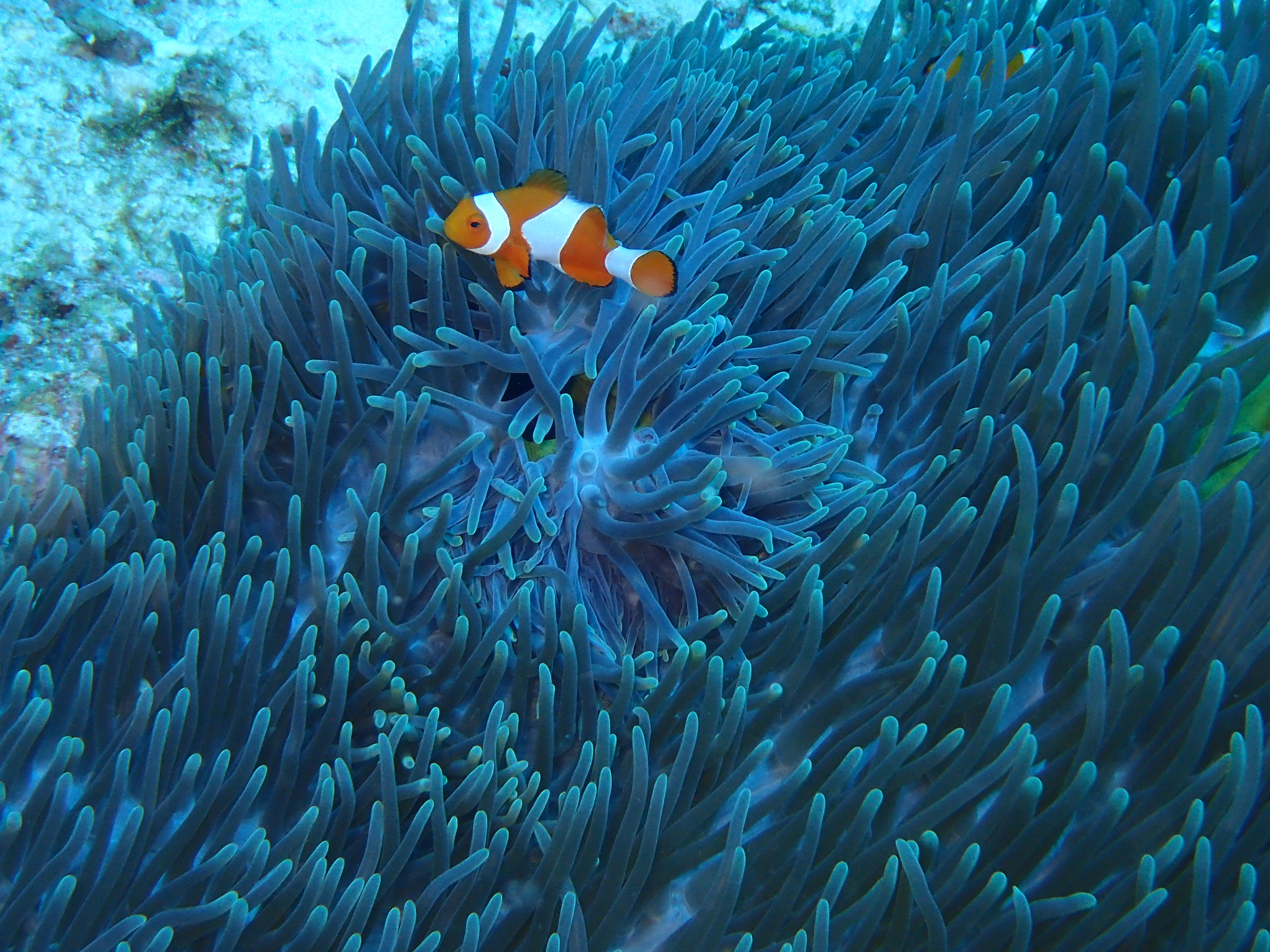 clownfish with reef