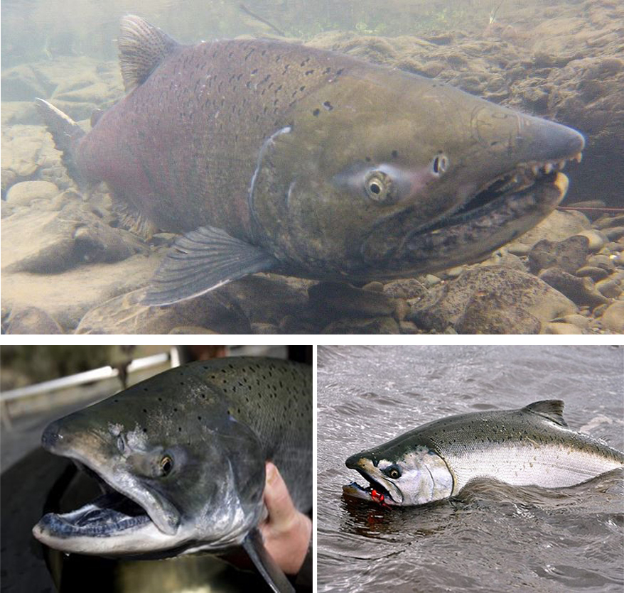 Chinook salmon (top: William Boucher) (bottom left: Kimberly White/Getty Images) (bottom right: Rob Russell) collage showing three different views of chinook salmon - Kimberly White/Getty Images