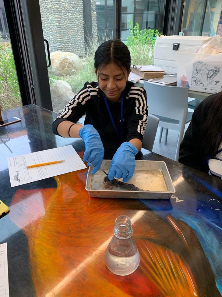 student dissecting a fish