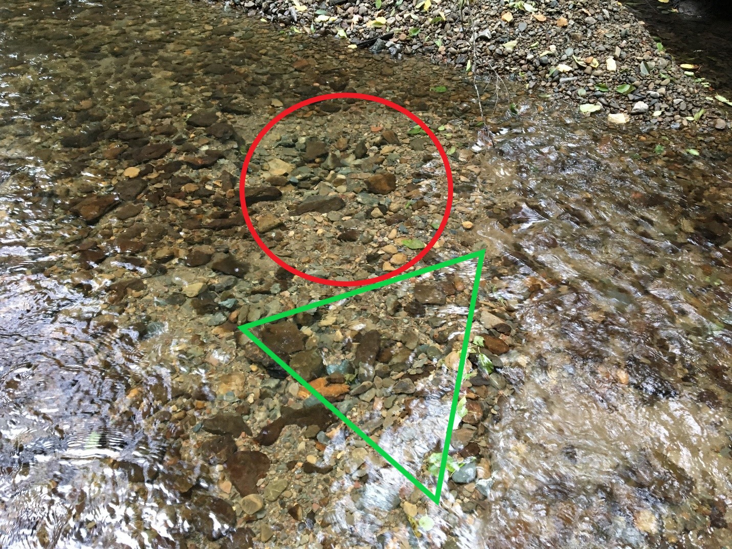  A classic coho salmon redd, the red circle is the pot and the green  triangle is the tail spill