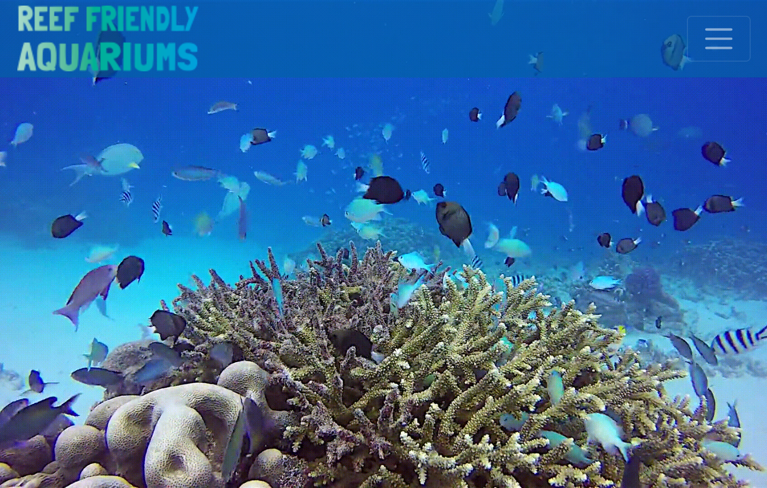 Fish swimming around coral reef