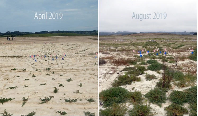 side by side marsh plant growth, april and august 2019