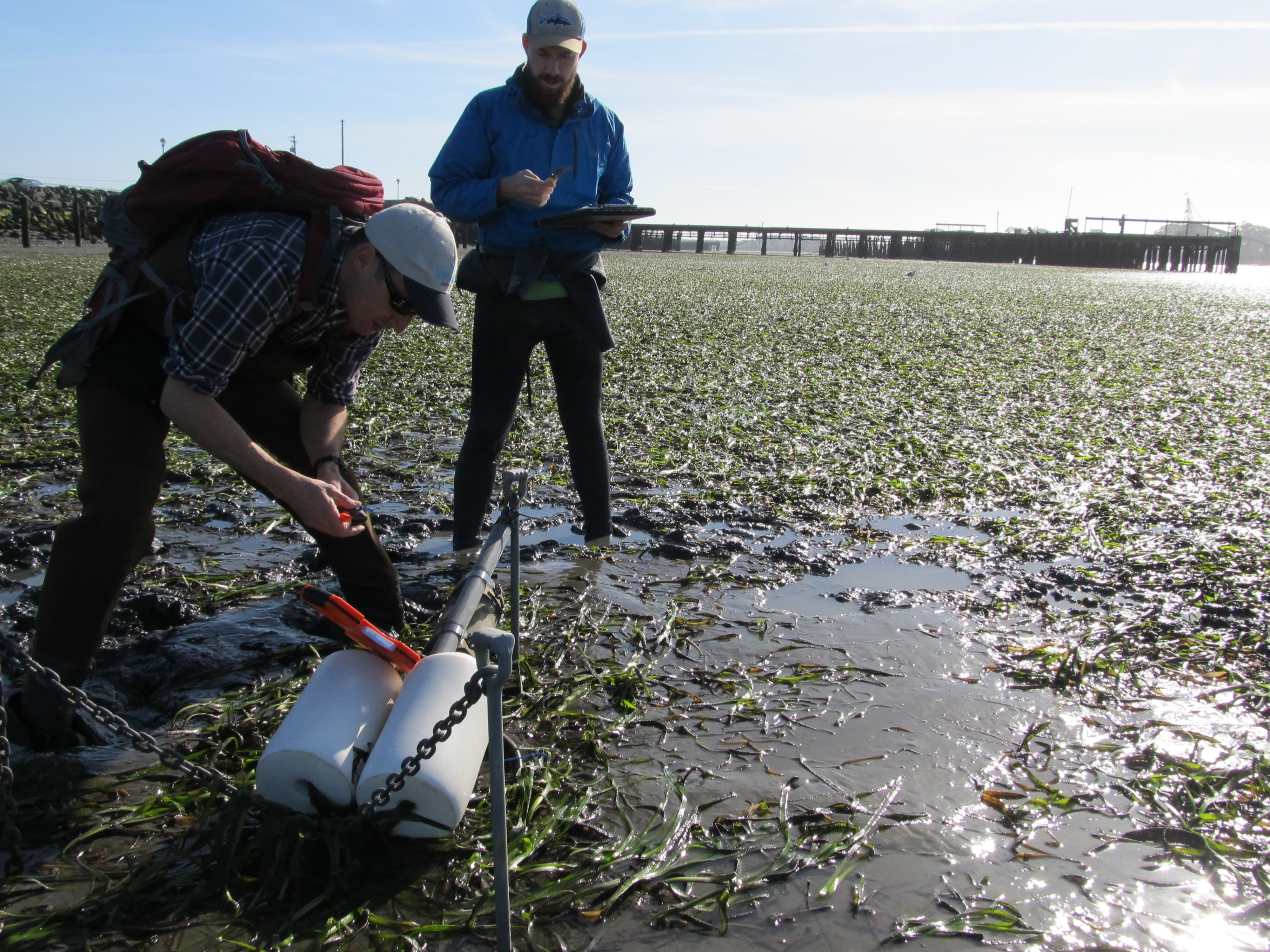 Deployment of alternate oceanographic instruments to monitor pH in Humboldt Bay. Photo credit: Eric LeBlanc