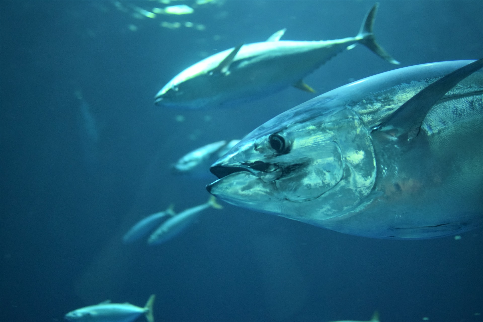 Kate/Unsplash Pacific bluefin tuna