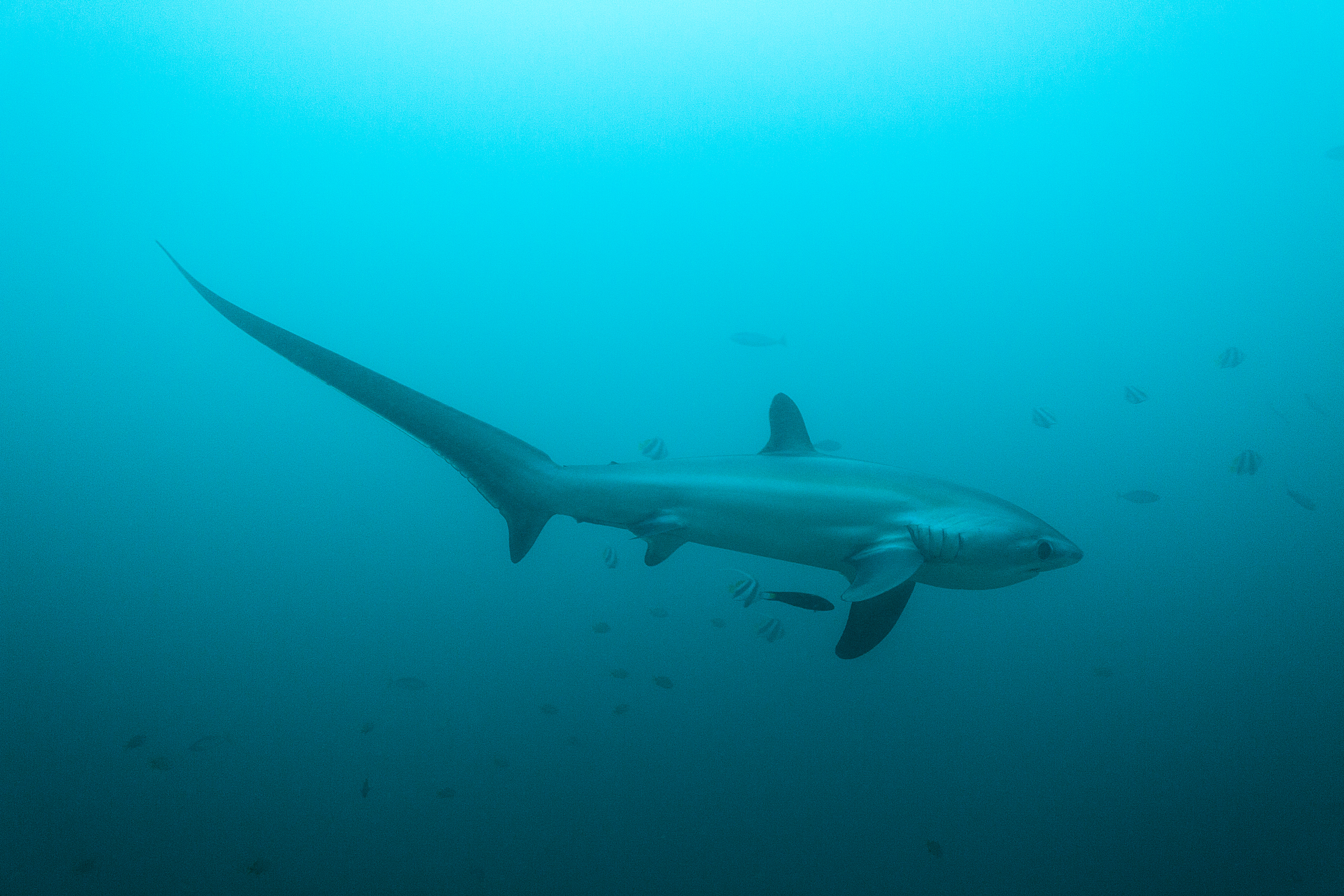 Klause Stiefel Pacific Common Thresher Shark