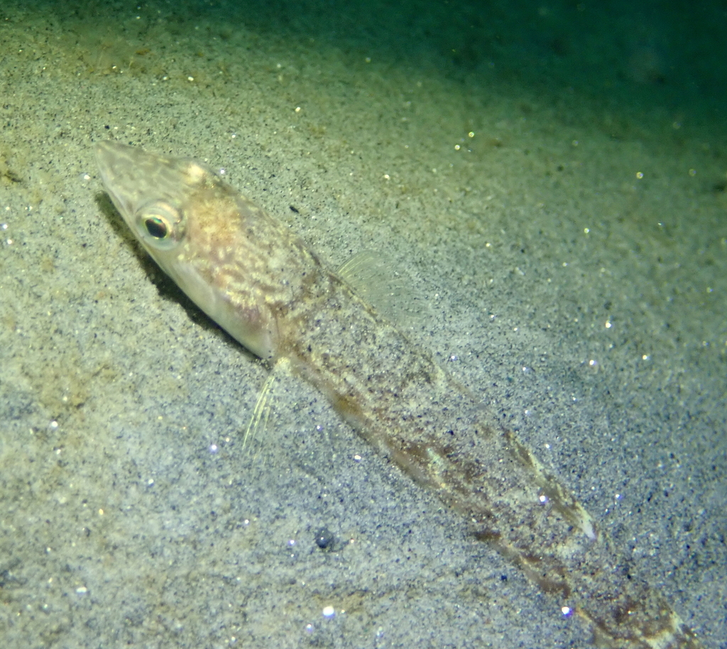 Siena McKim/iNaturalist California lizardfish camouflaged under substrate
