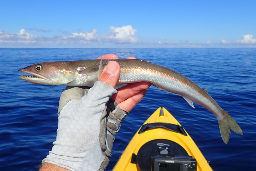 Ben Cantrell/iNaturalist lizardfish held above a kayak