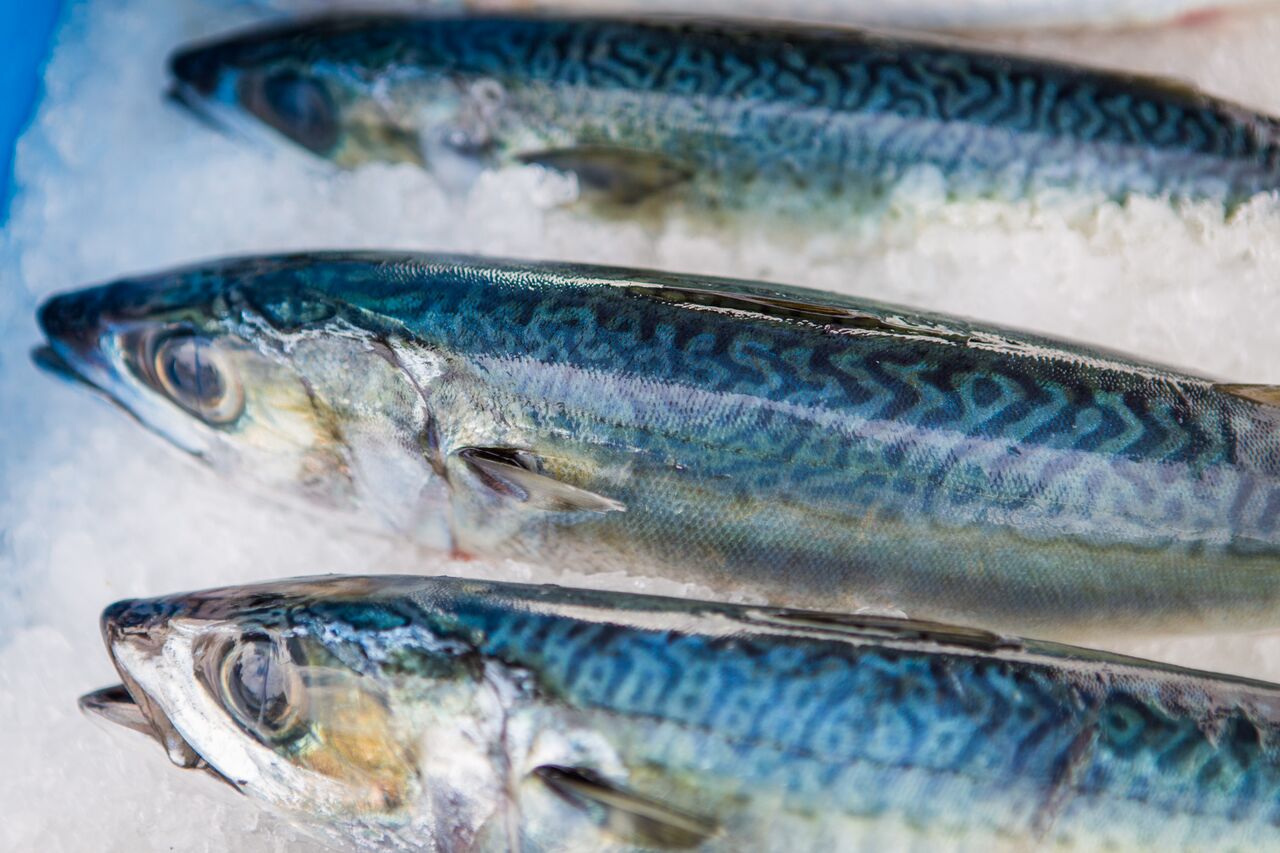 Drew Talley, CA Sea Grant Jack Mackerel