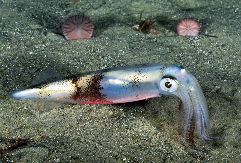 David Andrew, friendsoflajollashores.com market_squid