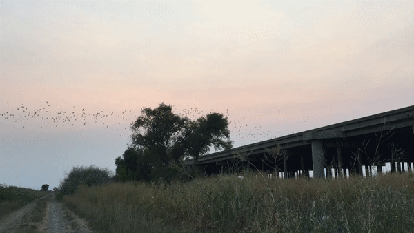A colony of Mexican free-tailed bats flies out of the Yolo Causeway at sunset to feed on insects high above the Yolo Bypass Wildlife Area.