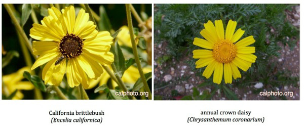 Figure 3.  The native perennial daisy and the invasive, introduced annual daisy. Whereas the perennial stays alive all year providing habitat, the annual daisy dies by the start of summer leaving little habitat and increasing fire hazard.