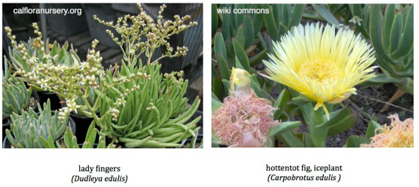 Figure 2. Both succulents are well suited for our semi-arid climate by being drought tolerant and fire resistant. Lady fingers, as well as chalk liveforever (Dudleya pulverulenta), are not invasive like our roadside favorite, ice plant. This ice plant invades local canyons and coastal bluffs where it grows over existing plants. It can get so thick however, that the weight of the plant causes it and the bank on which its growing to come tumbling down thereby increasing erosion and opening up space for other less desirable invaders. 