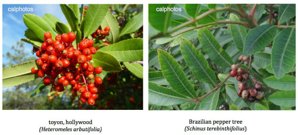 Figure 1. Both our native large shrub, toyon, and the introduced invader, Brazilian pepper tree, have showy red berries. Toyon has thick evergreen leaves that make it drought tolerant. The pepper tree is invasive in that it is fast growing, has chemicals that inhibit growth of other plants beneath it, and suckers putting up shoots from networks of under stems than can span several backyards!