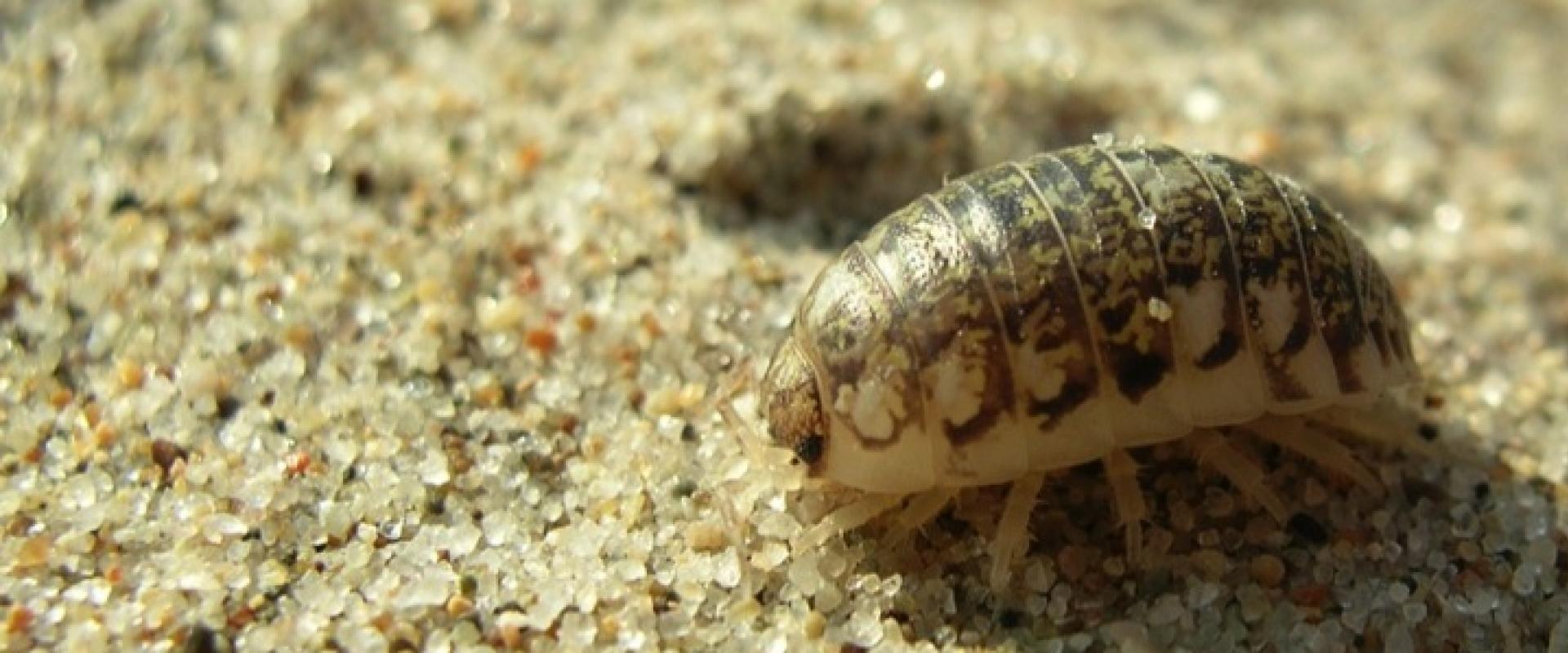 Beach crustaceans going locally extinct | California Sea Grant