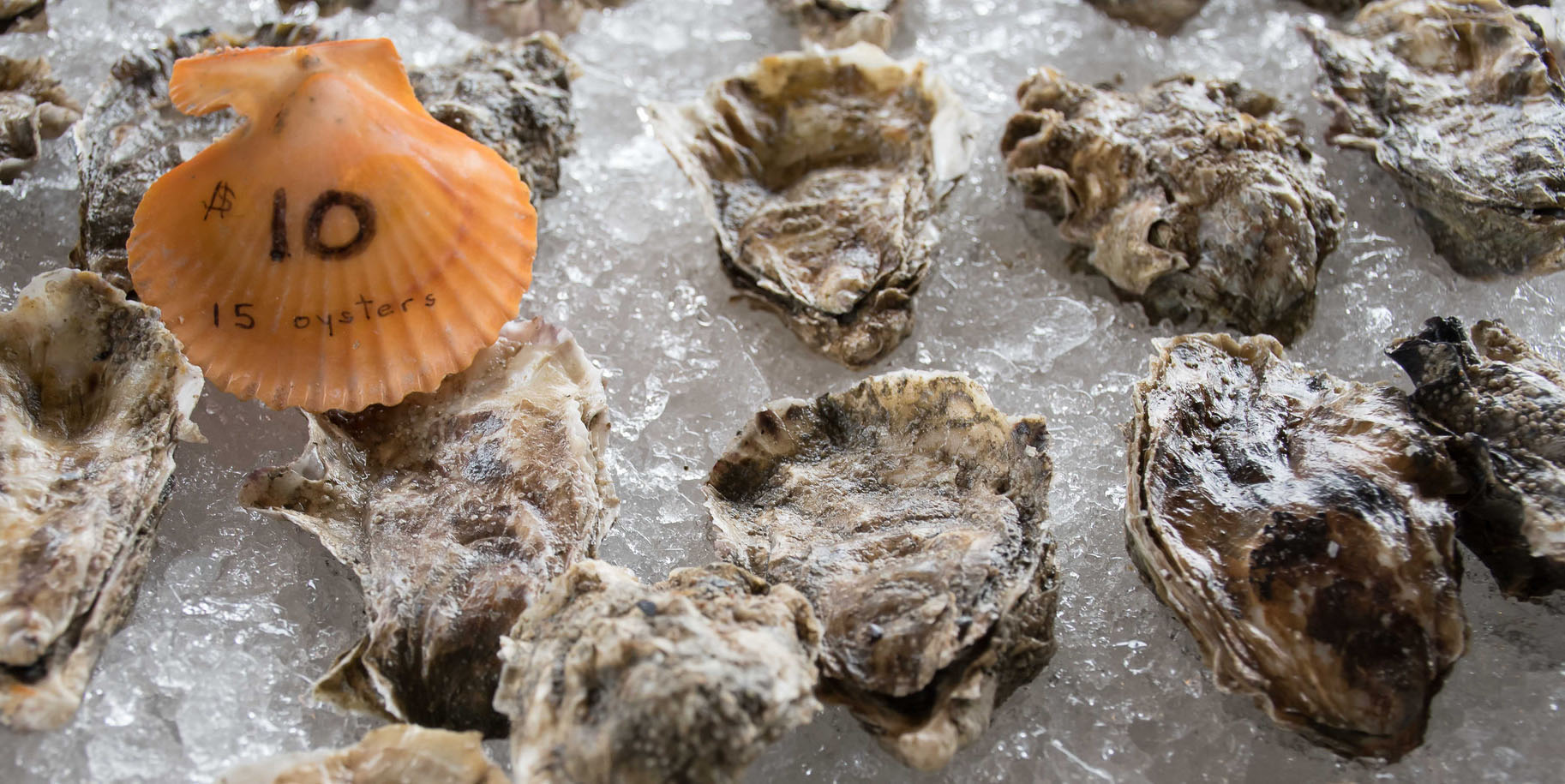 Olympia Oyster | California Sea Grant