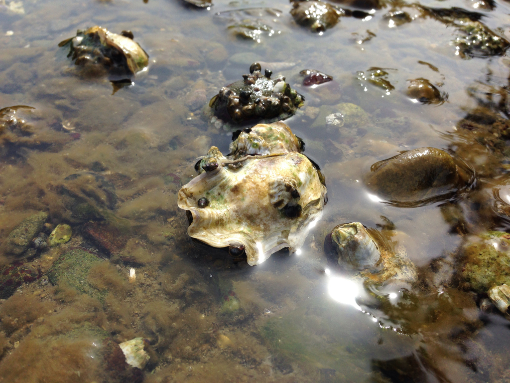 Olympia Oyster | California Sea Grant