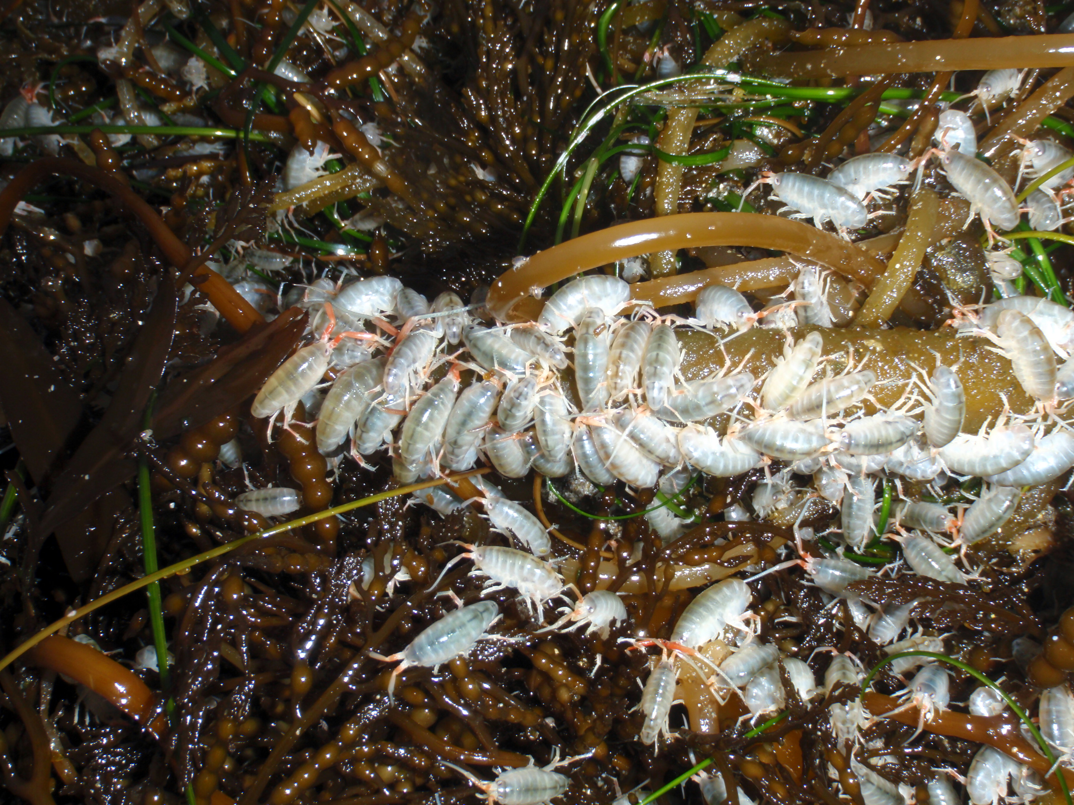 Sand-hopper crustaceans feed on drift kelp washed ashore on a North Coast beach. Credit: K. Nielsen