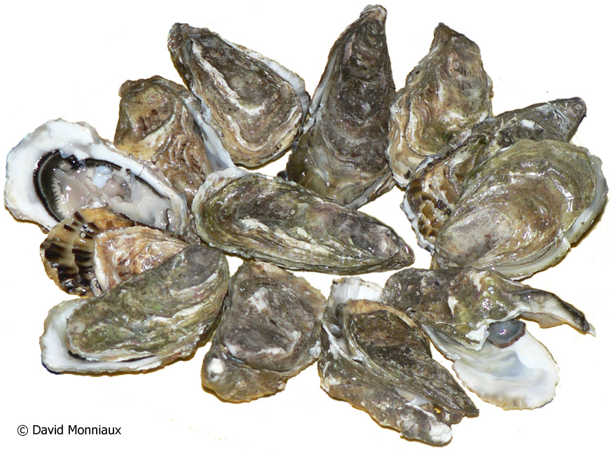 Pacific Oyster | California Sea Grant