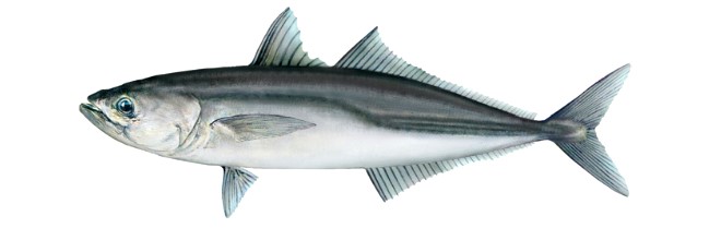 fishspecies.nz fishspecies.nz