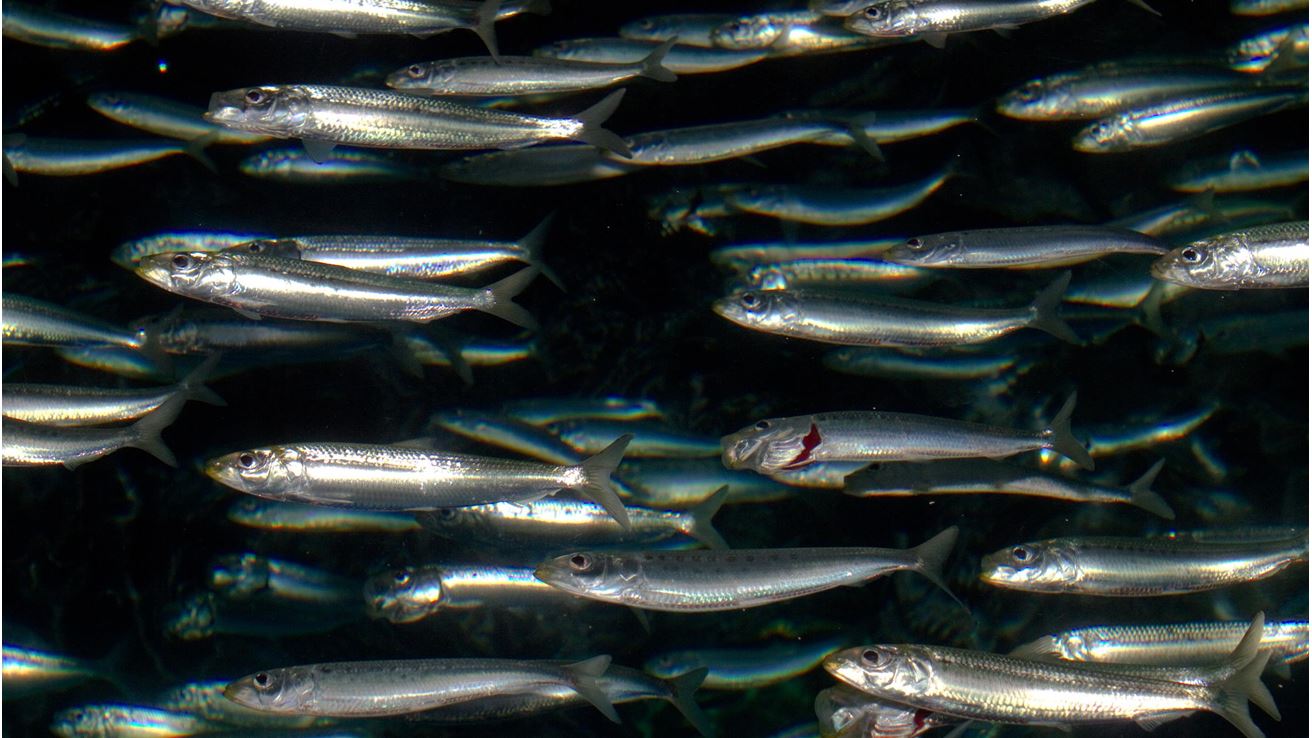 Brian Gratwicke, Monterey Bay Aquarium pacific_sardines